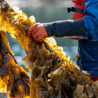 Alaska Seaweed